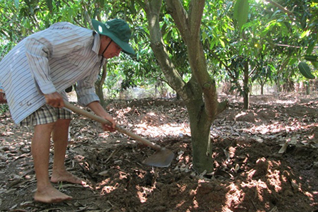 Bón phân cho cây bưởi diễn sau thu hoạch giúp cây phục hồi sau thời gian đeo quả