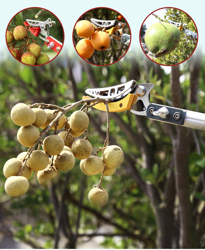 Kéo hái quả trên cao có thể hái nhiều loại quả khác nhau