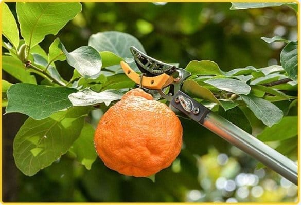 Kéo cắt cành hái trái trên cao 3m 2 đoạn Kapusi Nhật Bản