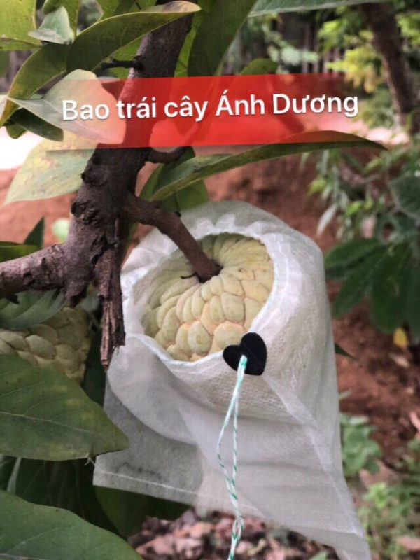 Túi bọc trái cây chống côn trùng