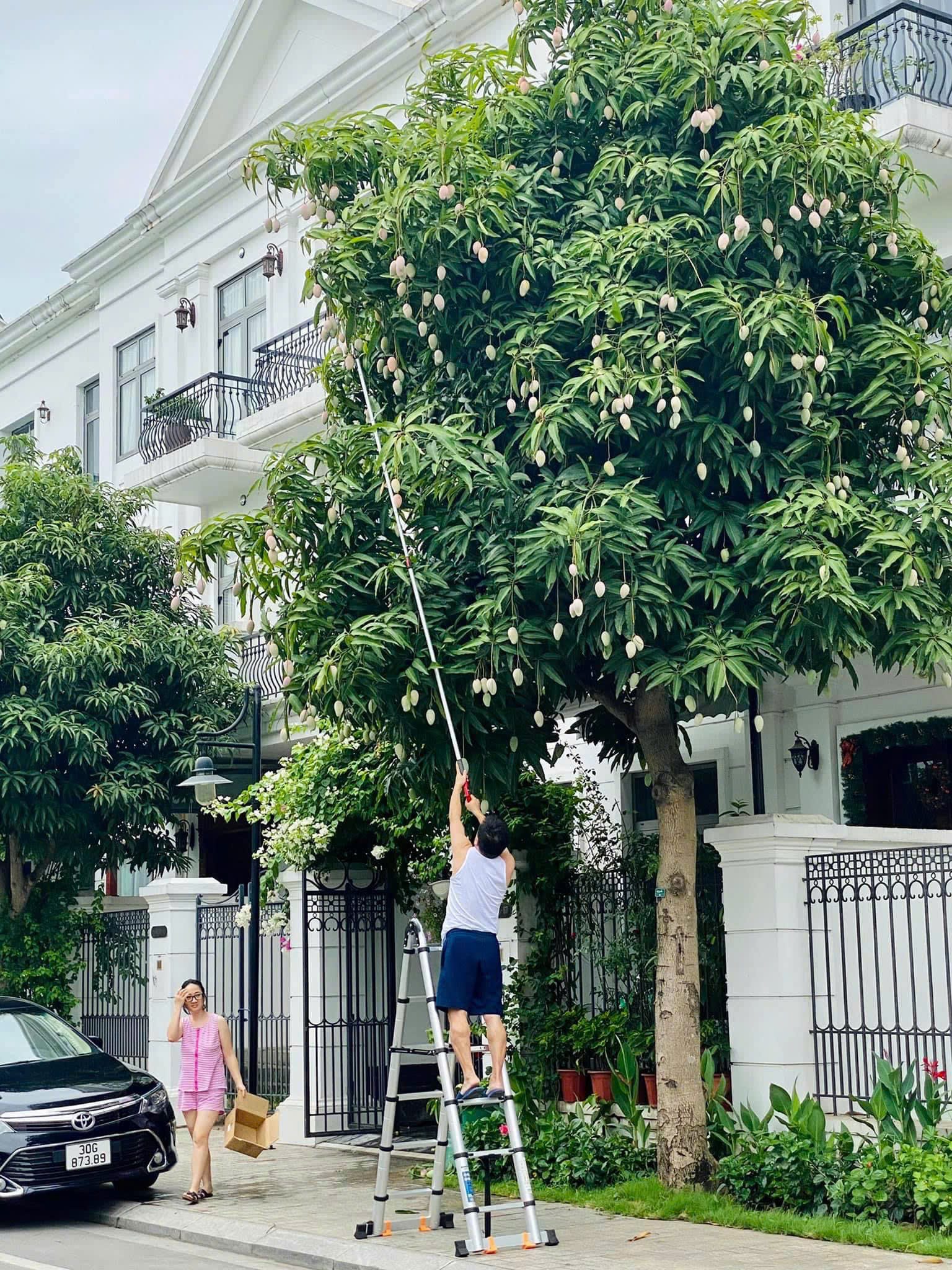 Kéo cắt cành hái quả trên cao 3m 3 đoạn